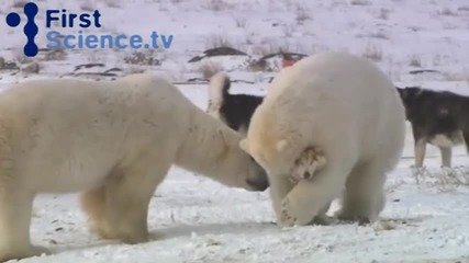 Вижте уникалното приятелство между куче и бяла мечка.