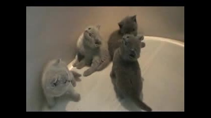 Неориентирани Котета