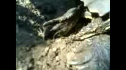 Жижа снася яйца част 1 - Начало на копаене на дупката