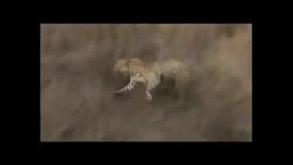 Леопард напада ловец 