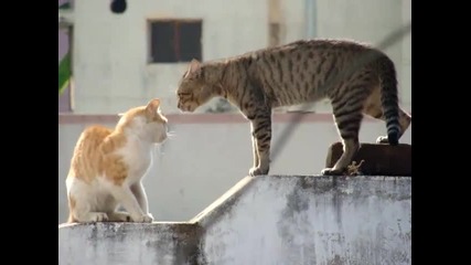 Котешки спор