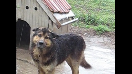ludo ku4e stoi pod dujda