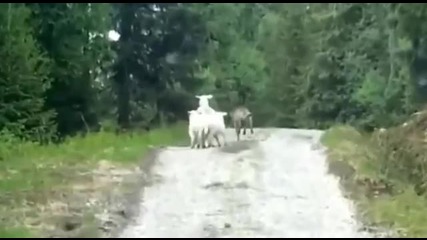 Овца с агънца прогонва вълк