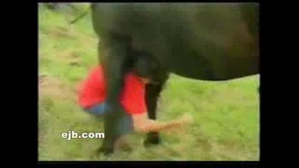 не си играй с коне защото... 