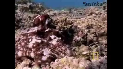 Животът На Октоподите
