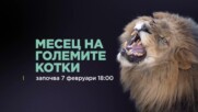 Месец на Големите Котки | NG Wild Bulgaria