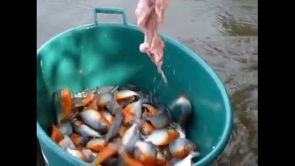 Ето как ловят пирани в Бразилия!