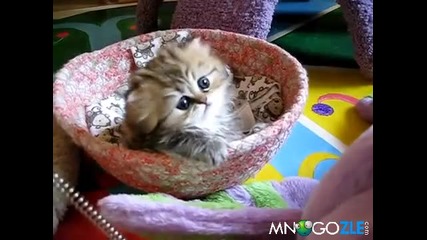 Пухкаво сладурче..