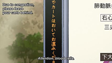 Hataraku Saibou Episode 8