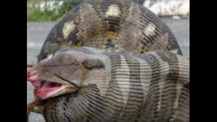 funny animals 