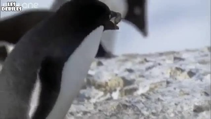 Пингвини събират камъни...
