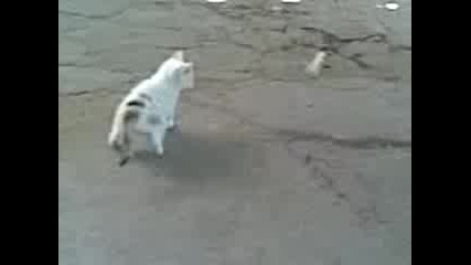 Най - Дивото Коте Пиги