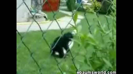 Куче Не Подбира