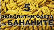5 любопитни факта за бананите