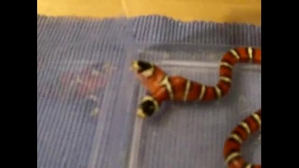 Amazing ! Two Head Snake eating a pinky Ii 