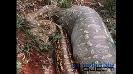 наи големите змии на света 