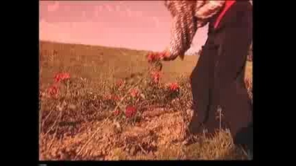 Beki Beki 