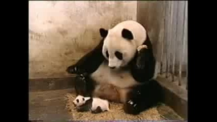 Пандата Се Стресна