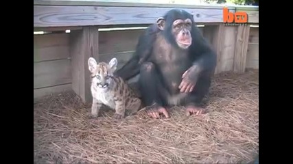 Шимпанзе се грижи за пума и играе с нея
