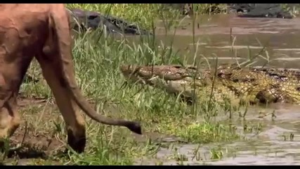 Лъв vs Крокодил