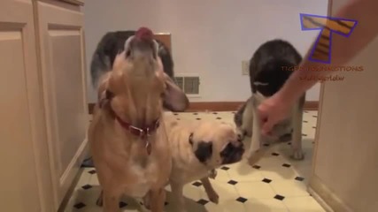 Funny and cute animal compilation