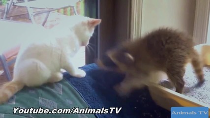 Компилация Смях ! Funny Animals Videos Compilation 2015