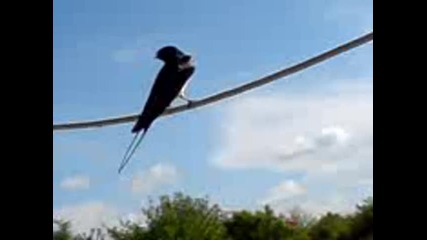 The Swallow over the Varbitsa's hills filmed by Ta4o