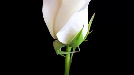Бели рози за теб! ... (music Eugen Doga) ... ...