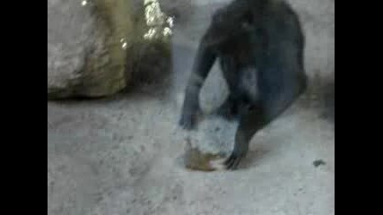 Мръсни Маймуни