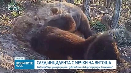 Как да реагираме при среща с диво животно