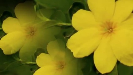 Jasmin Flower -parfum Al Dragostei