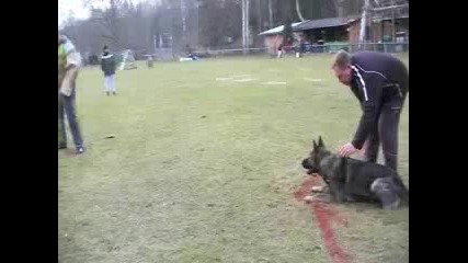 Немска Овчарка