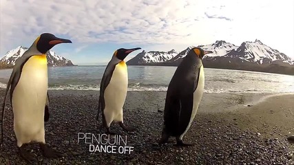 Танцът на Пингвините ... Go Pro