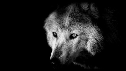 Ryan Davis - The Wolve (ryan's Wolf Pack Break Edit)