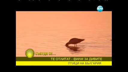 България – топлият рай за прелетните птици