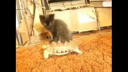 Безплатен транспорт