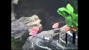 Изложение на аквриумни рибки в Тайван