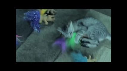 Коте мрази тролове