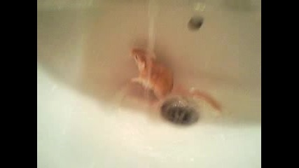 Къпя си джербилите :)