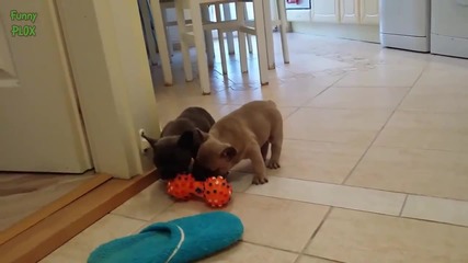 Компилация Смях ! Ultimate Cute Puppies Compilation 2015 (720p)