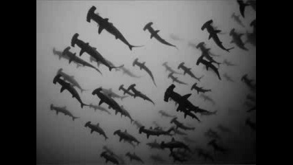 Rusko - Hammertime