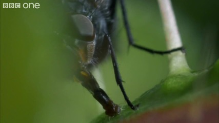 Venus Flytraps 