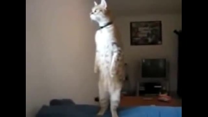 patriotic cat listens to Russian anthem standing up