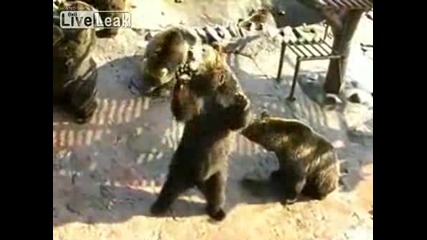 мечки които реагират като хора