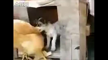 разгонено куче налита на кокошка Голям Смях :d:d:d:d