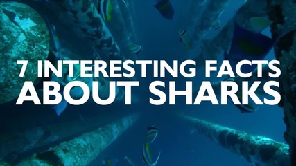 7 интересни факта за акулите