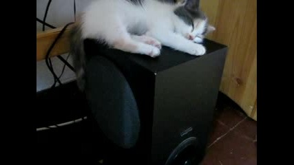 коте спи препило с Кола