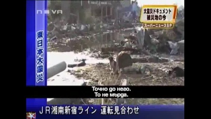 Куче помага на ранено другарче в Япония, Календар Нова телевизия 