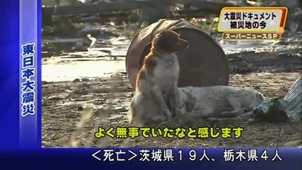 куче се грижи за друго куче след земетресението в япония 