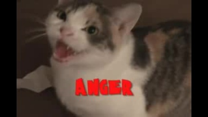 котки...